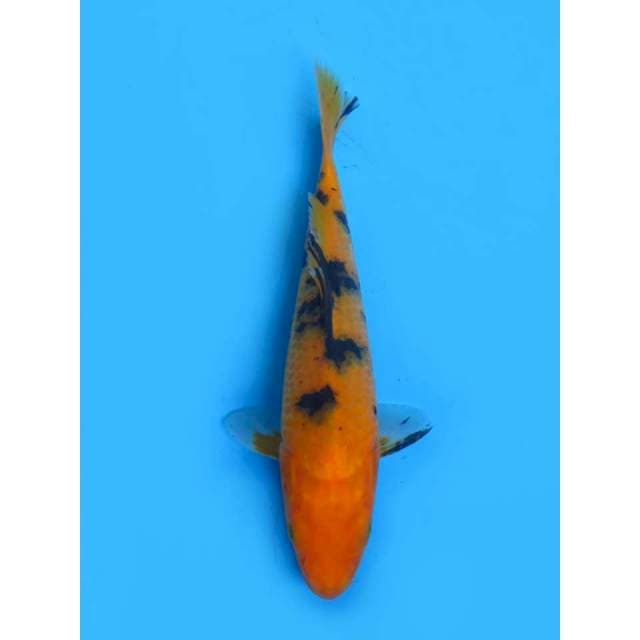 Aka Bekko - 22cm Male