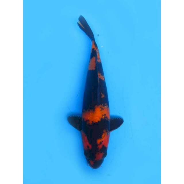 Hi Utsuri - 27cm Male