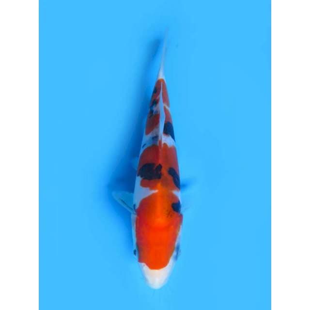 Sanke Doitsu Murni - 14cm