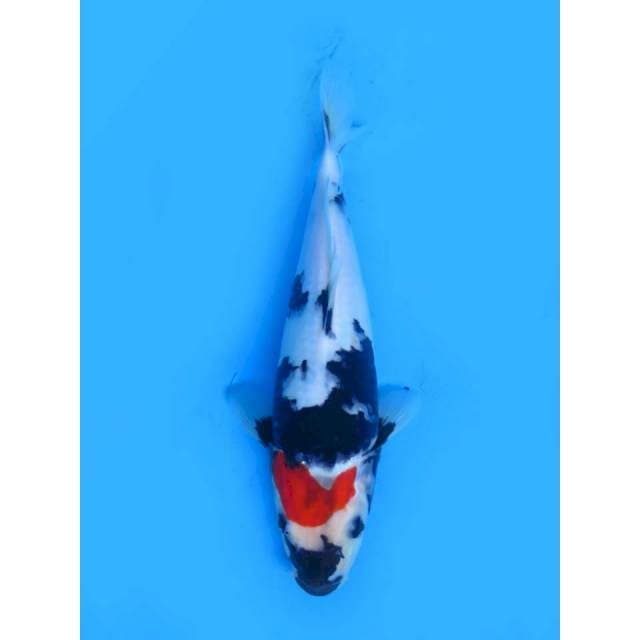 Tancho Showa - 25cm Female