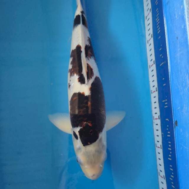 goromo 40 cm josss...๐ฅ๐ฅ๐ฅ
