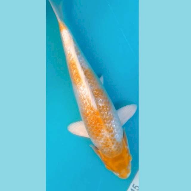 Hariwake Punuk 32cm