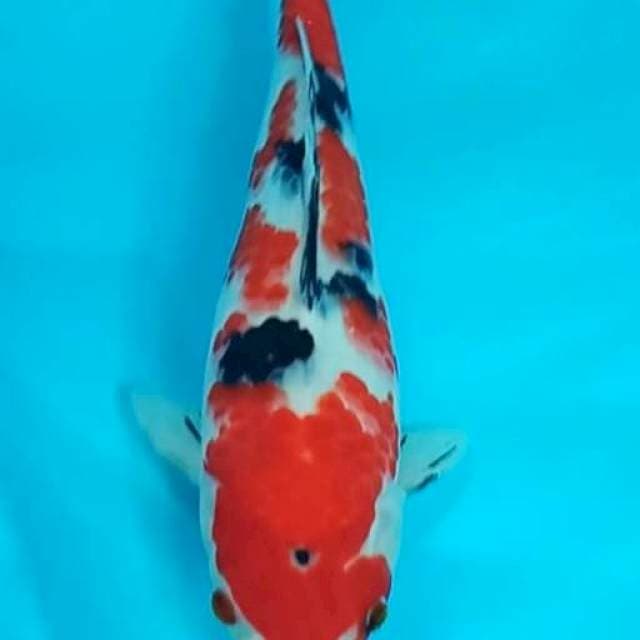 SANKE 30CM