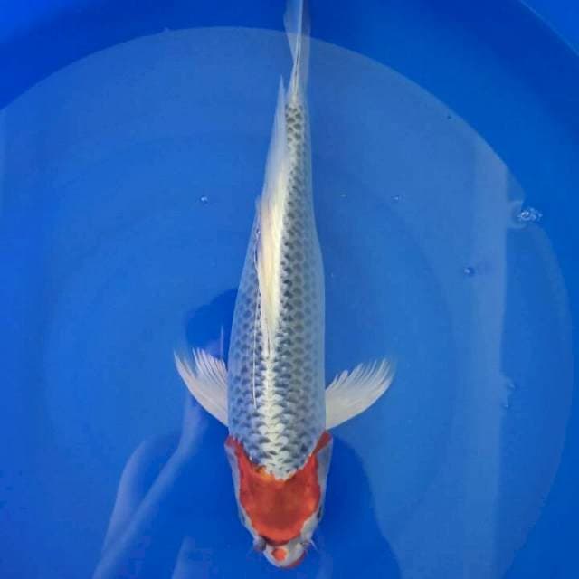 Friday - tanco gosiki sleyer 44cm