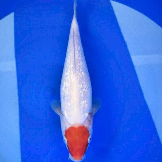 Friday - Tanco kohaku ginrin 28cm