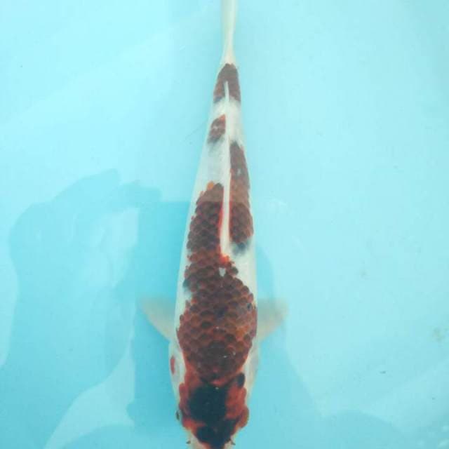 Friday - Goromo inazuma 22cm