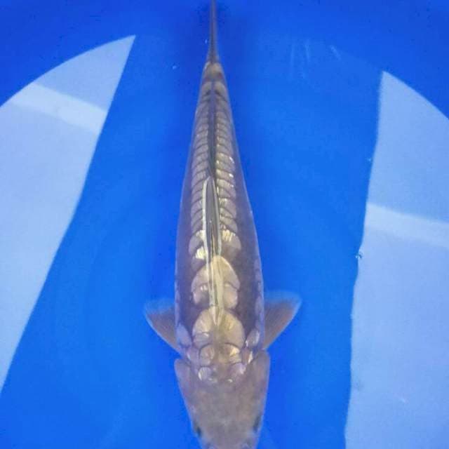 Friday - Chagoi aragoke ginrin 35cm