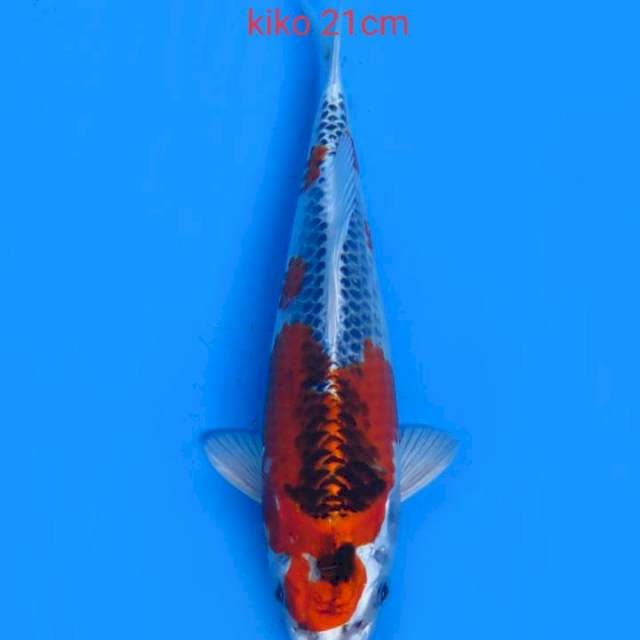 Kiko 21cm patern ori