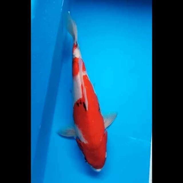 SANKE TATEGOI SHOWA PUNUK 33 Cm, JANTAN