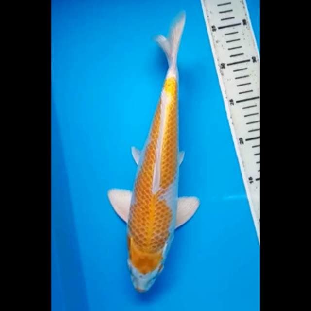HARIWAKE GINRIN 32 Cm, JANTAN