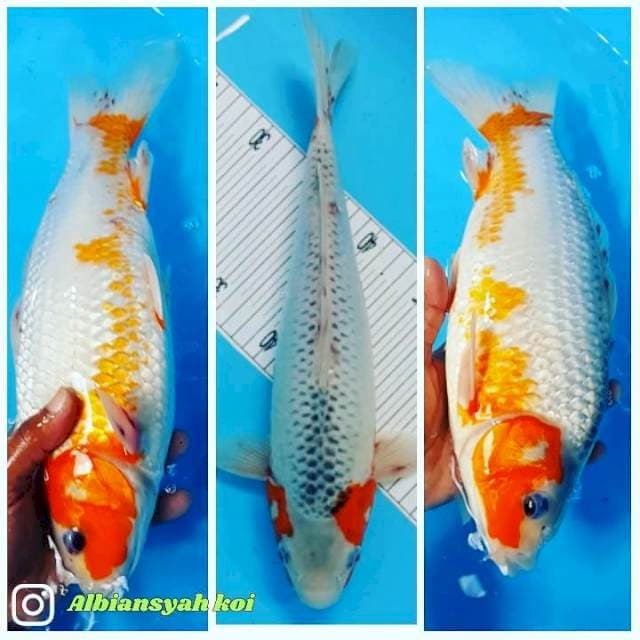 Mizo Asagi Calon Jumbo