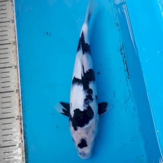 Shiro Hqqq 32 cm