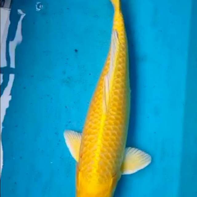 Ogon