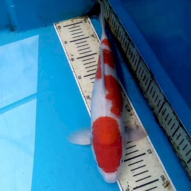 Kohaku 38cm Male