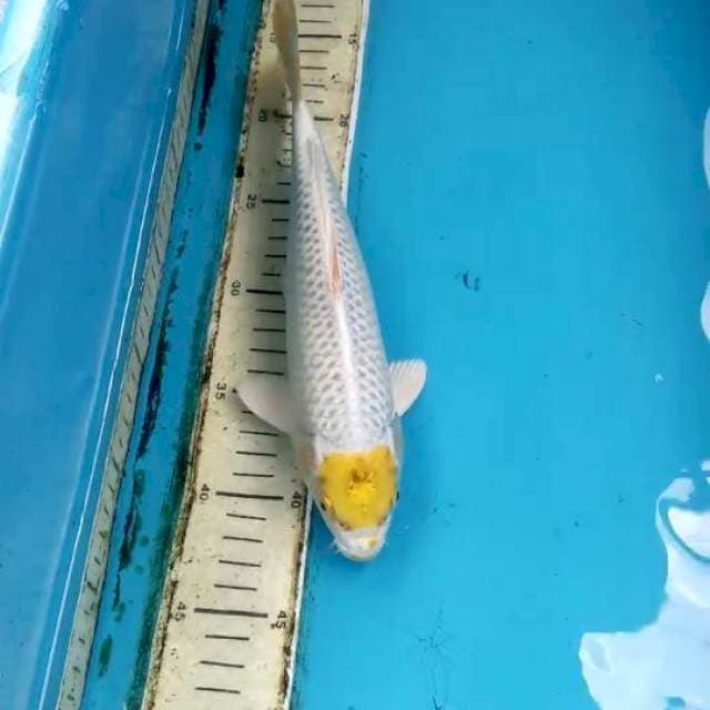 Tancho 27cm Male