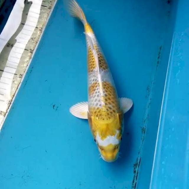 Hariwake 29cm Male