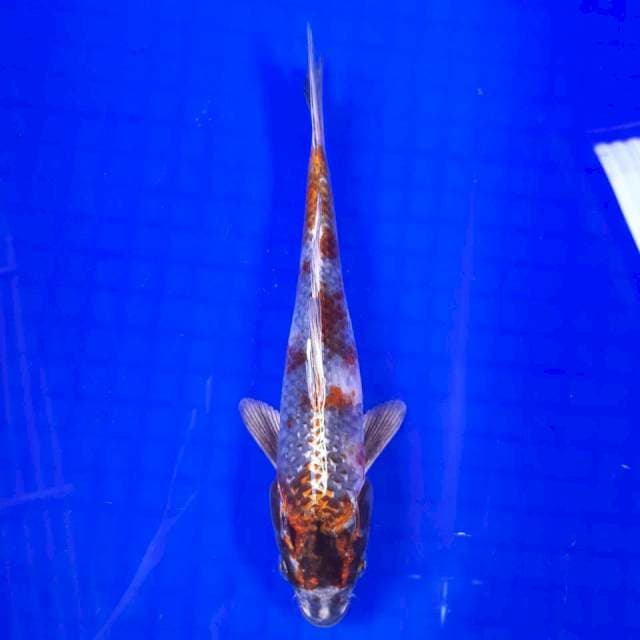 Kin showa 24cm