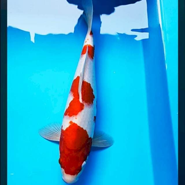 Kohaku strong 34cm male