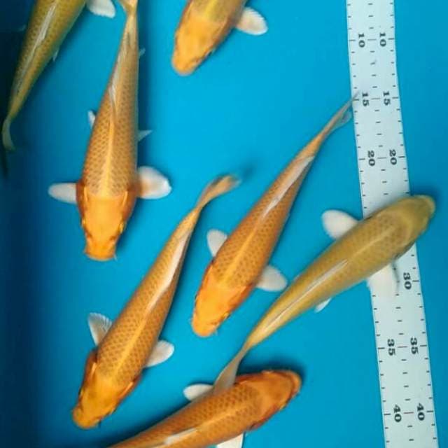 Yamabuki 21-23cm(7ekor)