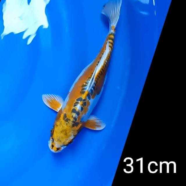 Kikko 31cm