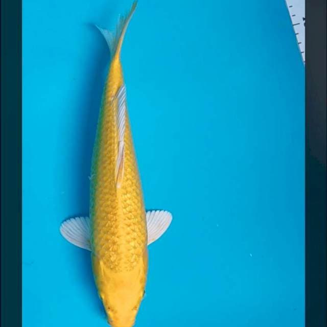 Ogon gonrin 29cm