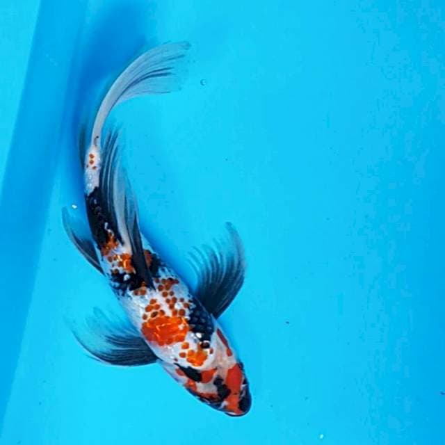 Kumpay showa kanoko ginrin 28cm male