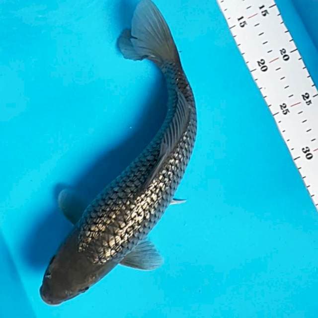 Soragoi ginrin good body 36cm