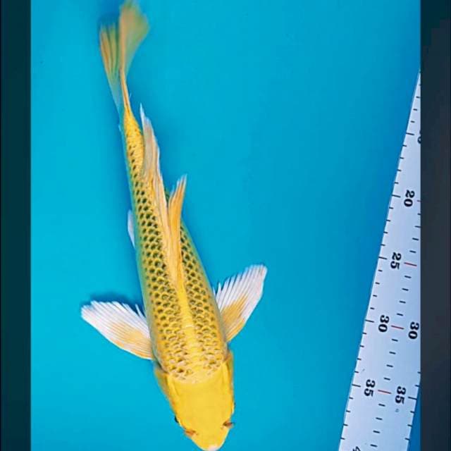 Kumpay yellow matsuba 34cm