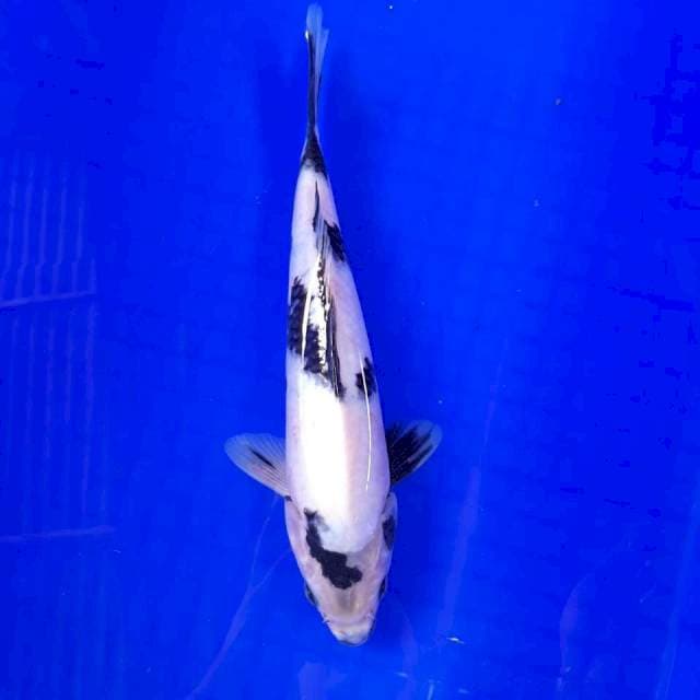 Shiro 27 f