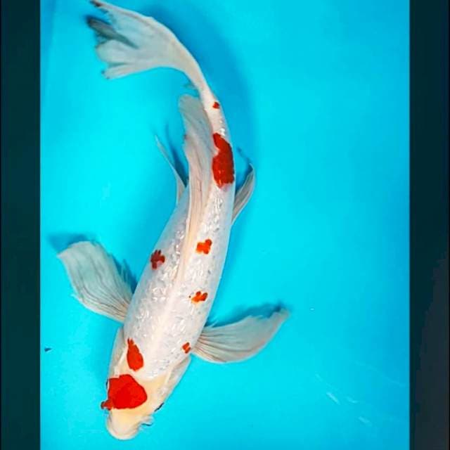 Kumpay kohaku ginrin 38cm