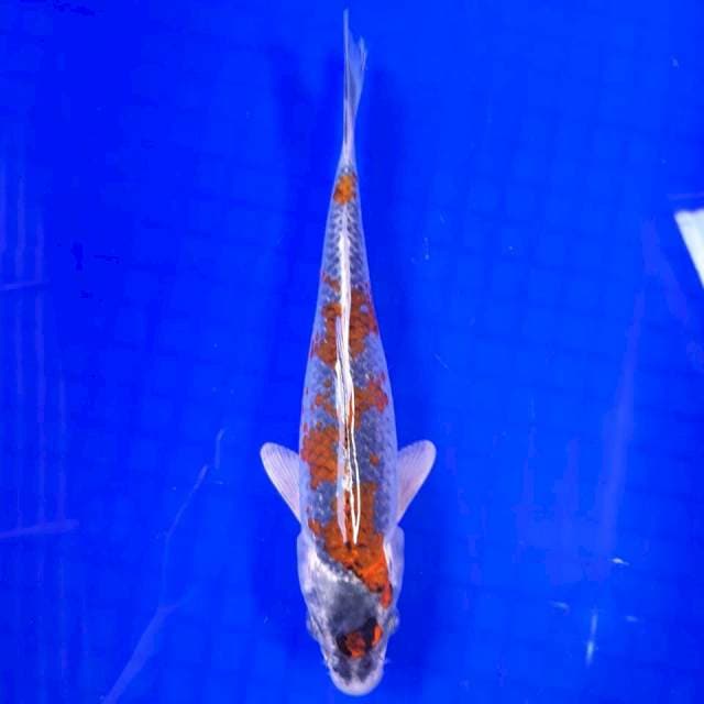 GOSHIKI 24 CM