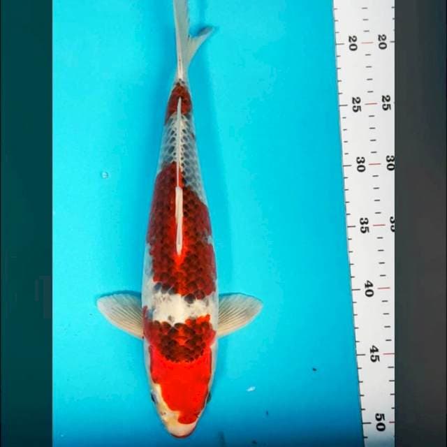Goshiki strong 33cm male