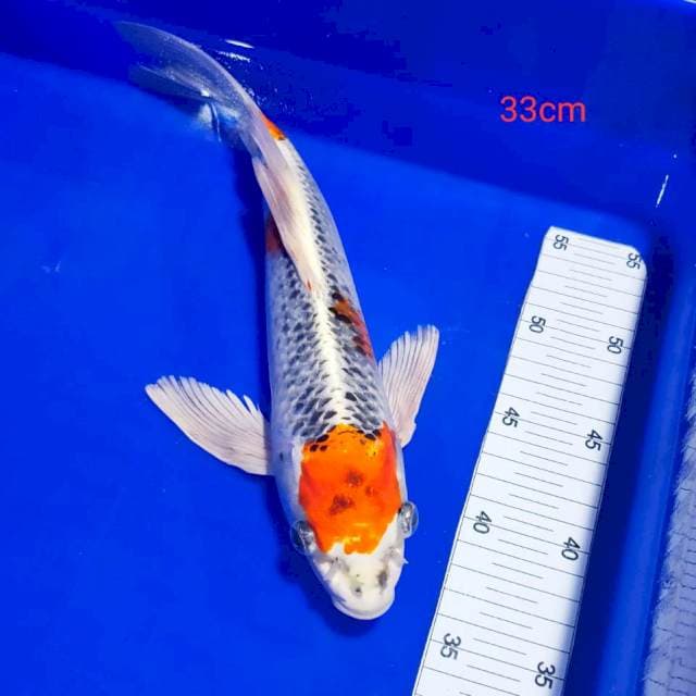 Kumpay kujaku 33cm