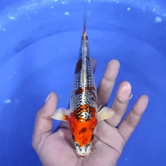 1. Kujaku - 20 cm - jantan