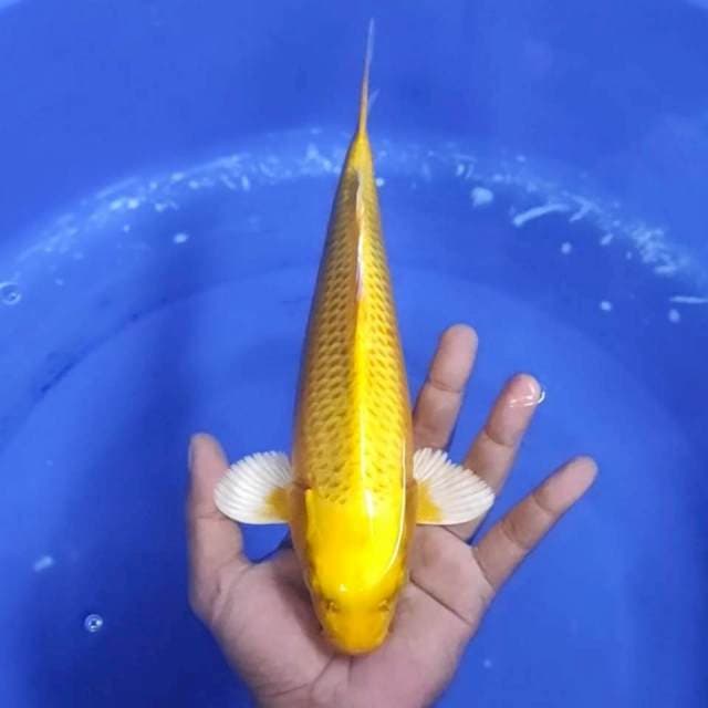 3.Ogon - 28 cm - jantan
