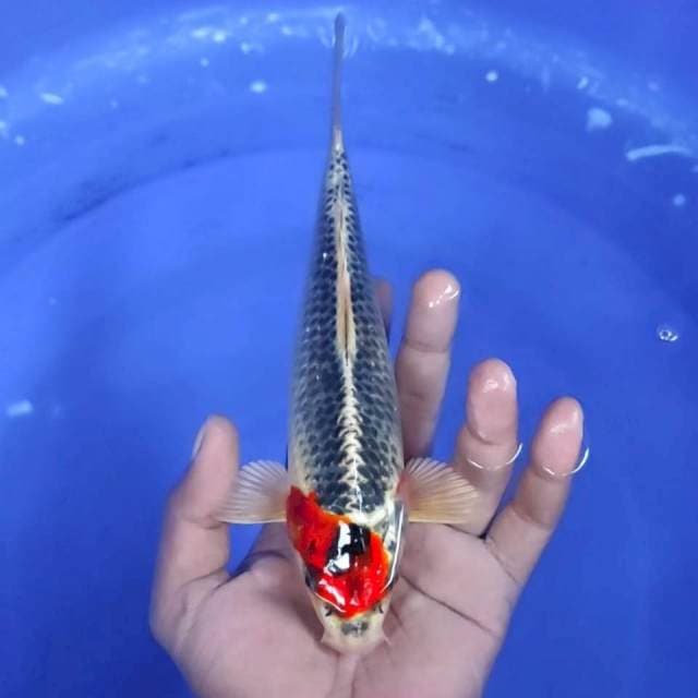5. Maruten kujaku - 22cm - Jantan