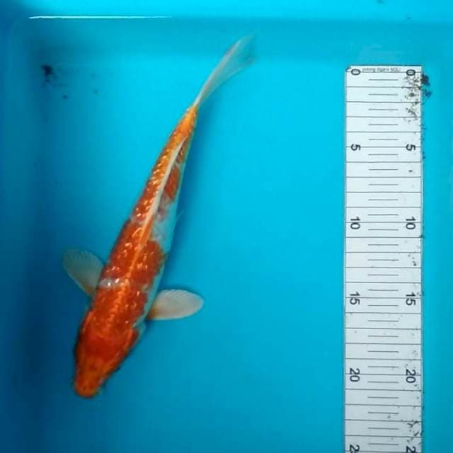 Ginrin 25cm