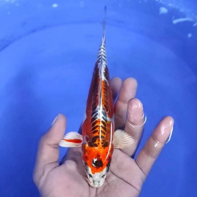 6. Kujaku doit - 18 cm - Jantan
