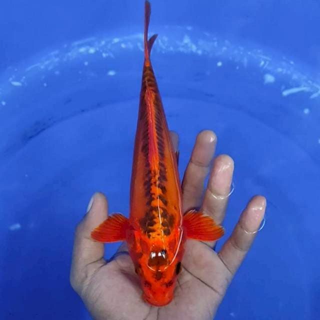 7. Mizuo - 24cm - Jantan