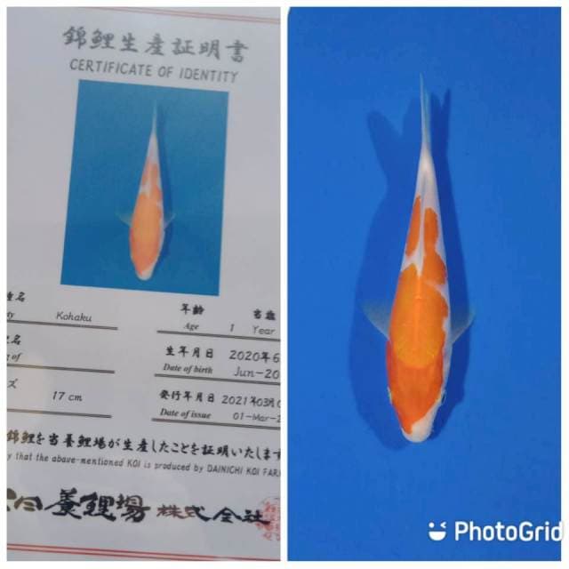 Kohaku tosai dainichi