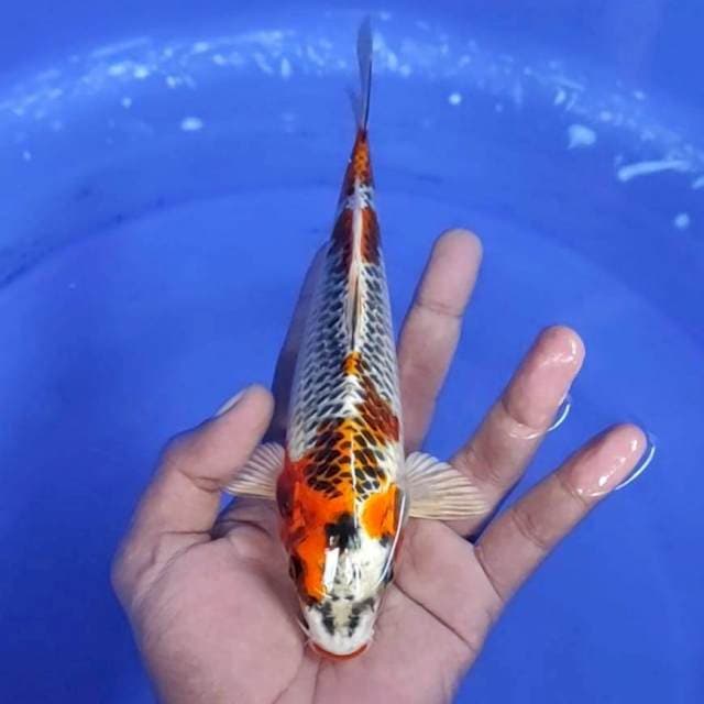11. Kujaku - 20cm