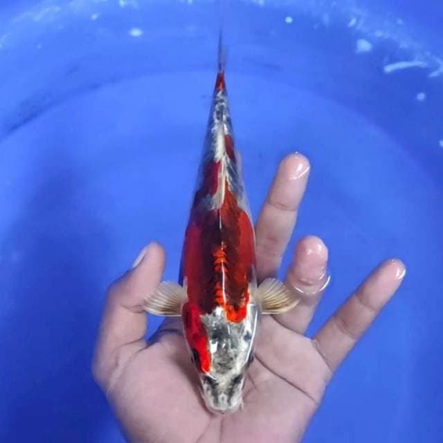 12. Kujaku - 21cm