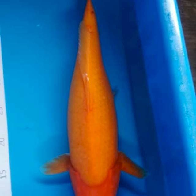 Benigoi