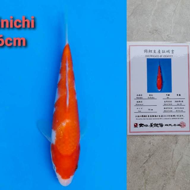 Dainichi kohaku 17cm certi