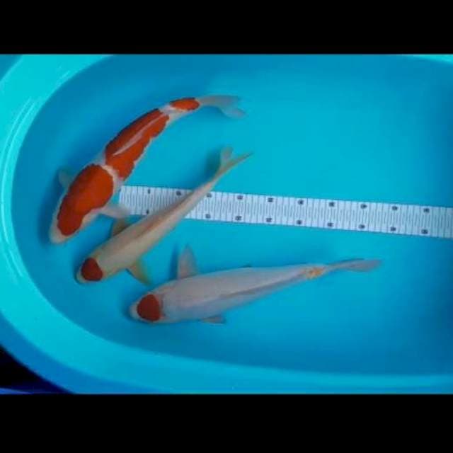 Kohaku 35,41,41 cm