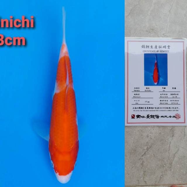 Dainichi kohaku 19cm certi