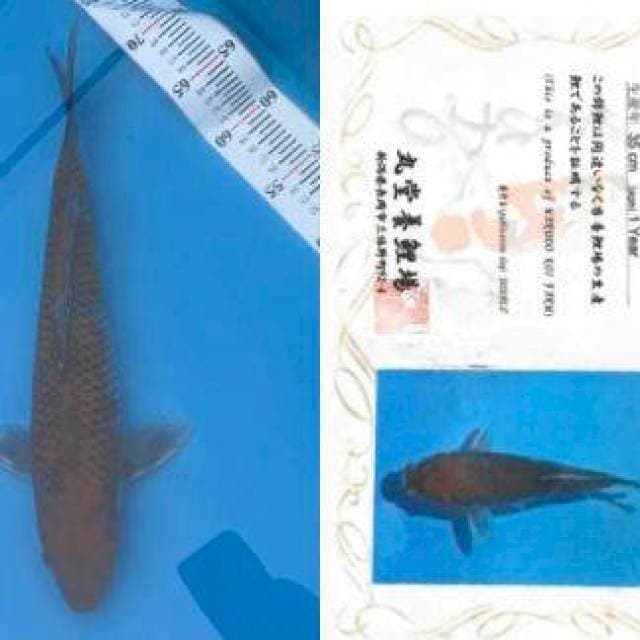 Aruku 03 Ochiba Import Marudo