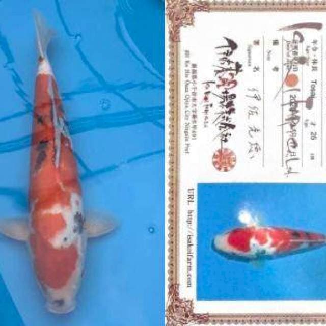 Aruku 05 Showa Import Isa