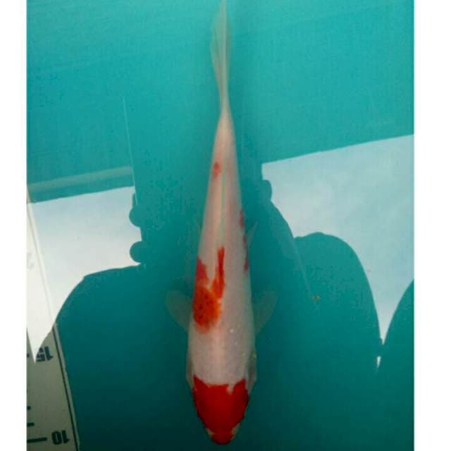 Kohaku