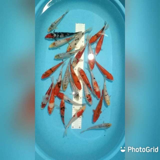Mix 15-20cm 26 ekor
